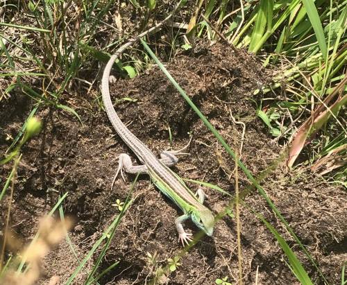 A green lizard with a long tail resting on soil among grass and plants.