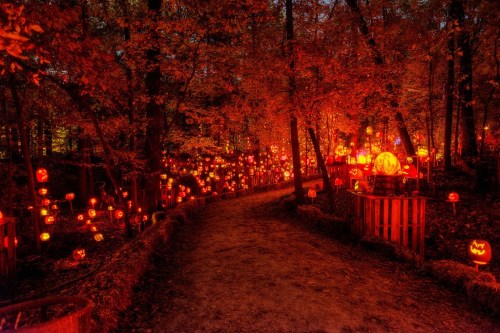 A winding path through a forest illuminated by numerous glowing jack-o'-lanterns among autumn foliage.