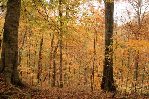 A serene forest scene in autumn, featuring trees with vibrant orange and yellow leaves.