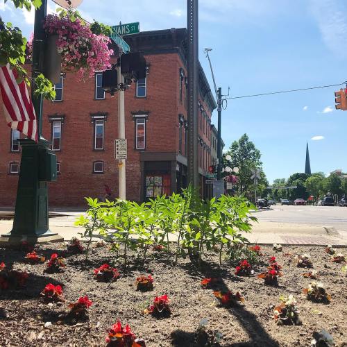 A street corner with blooming flowers, a brick building, and a church spire in the background under a clear blue sky.