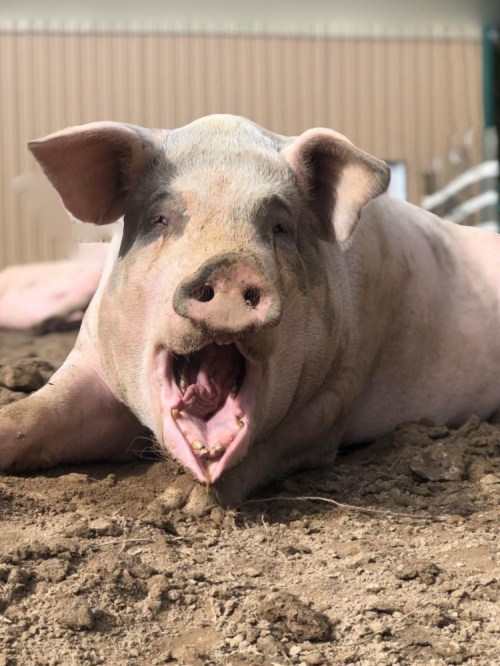 A close-up of a pig lying on the ground, with its mouth open as if yawning or vocalizing.