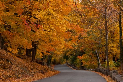 A winding road surrounded by vibrant autumn trees with orange and yellow leaves.