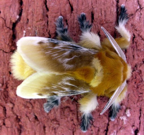 A close-up of a fuzzy, yellow and brown moth resting on a textured surface, showcasing its detailed wings and body.