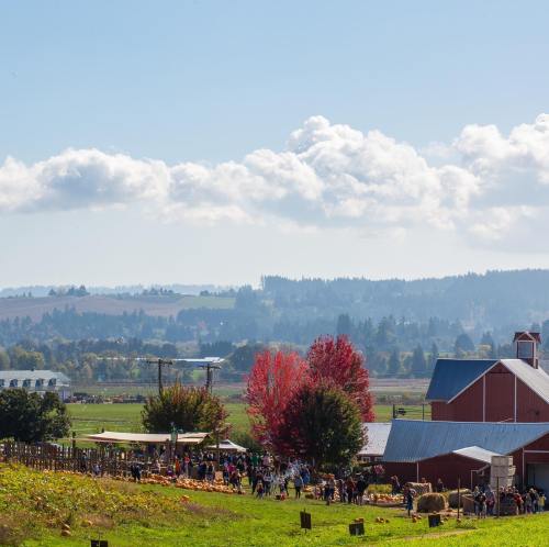 A vibrant farm scene with people enjoying a pumpkin patch, colorful trees, and a red barn under a blue sky.
