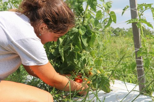 A person harvests ripe tomatoes from a lush green plant in a sunny field.