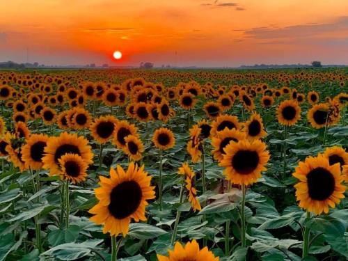A vibrant field of sunflowers under a colorful sunset sky, with the sun setting on the horizon.