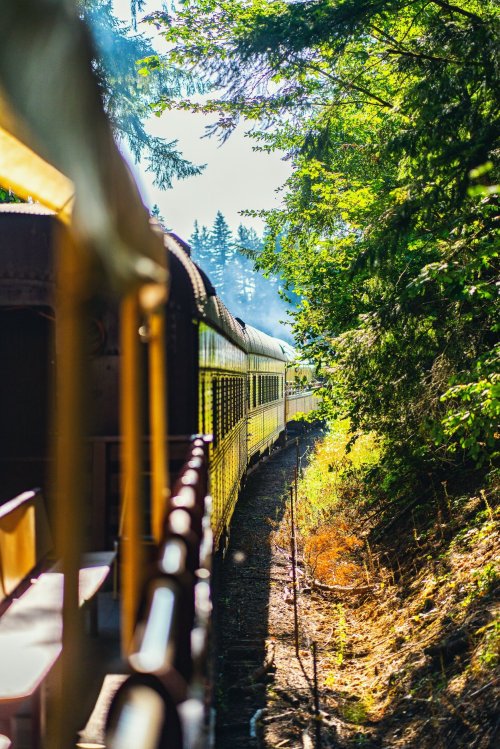 A train travels along a scenic route, surrounded by lush greenery and sunlight filtering through the trees.
