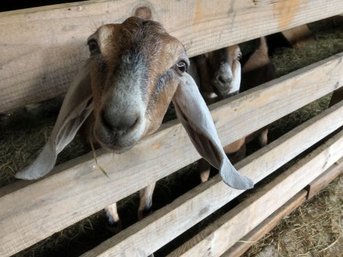 A close-up of a goat with long ears peeking through wooden slats, with another goat visible in the background.