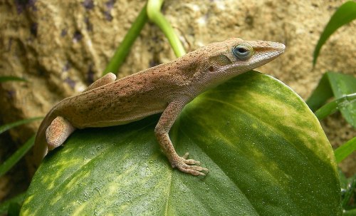 A brown lizard perched on a large green leaf, with a textured background of rocks and plants.