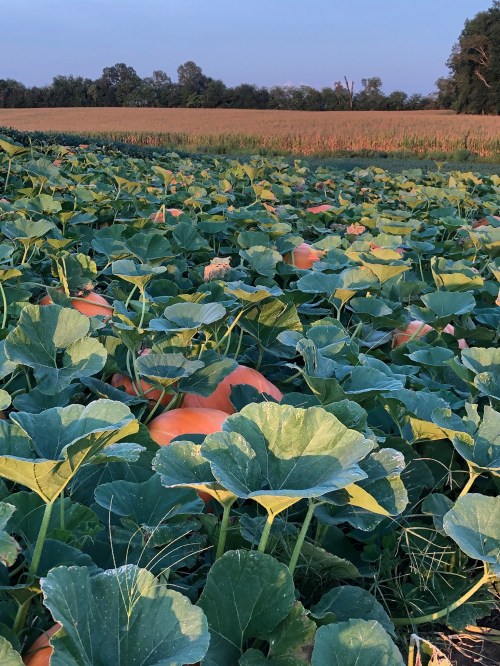 A pumpkin patch with large green leaves and orange pumpkins, set against a backdrop of a golden field and blue sky.