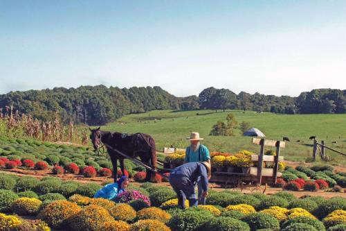 Two people tending to colorful flowers in a field, with a horse and a cart nearby, surrounded by lush greenery.