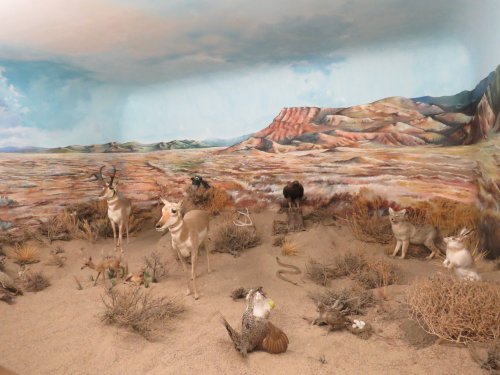 A desert scene featuring various taxidermied animals, including deer, a coyote, and a snake, against a painted backdrop.