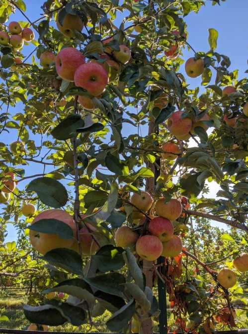 A close-up of apple trees laden with ripe, red apples against a clear blue sky.