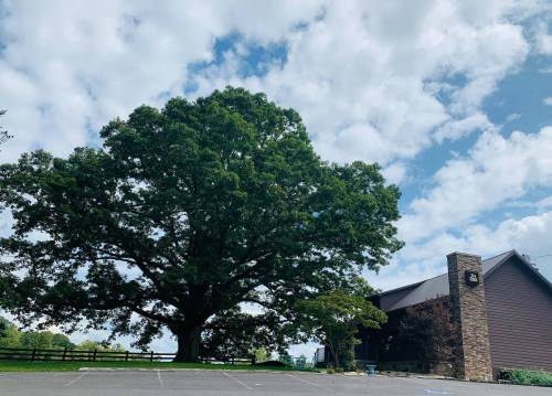 A large tree stands beside a modern building under a partly cloudy sky, with a parking area in the foreground.