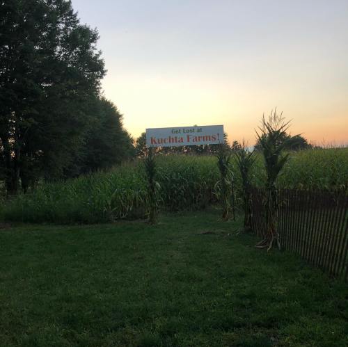 Sign for Kuchta Farms at sunset, surrounded by tall cornfields and trees.