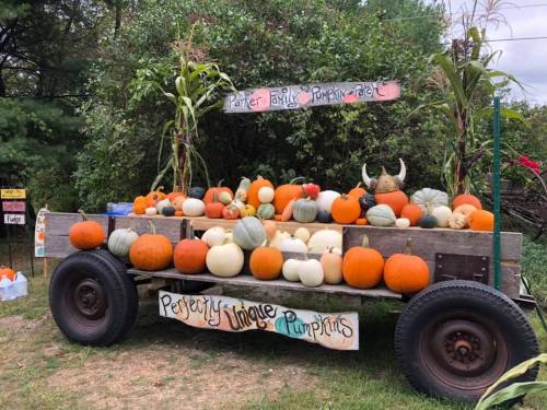 A rustic cart filled with various pumpkins in different colors and sizes, surrounded by greenery and autumn decor.