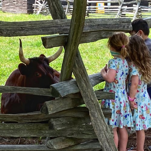Two children in matching dresses interact with a brown cow behind a wooden fence in a farm setting.