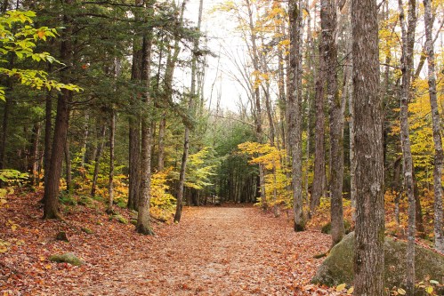 A serene forest path lined with trees, showcasing vibrant autumn leaves and a carpet of fallen foliage.