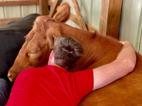 A person in a red shirt hugs a brown cow in a barn, showing a moment of affection between them.