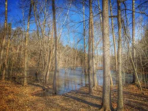 A serene landscape featuring bare trees surrounding a flooded area under a clear blue sky.