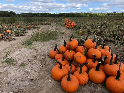 A field of pumpkins with clusters of bright orange pumpkins scattered across a dirt path under a cloudy sky.