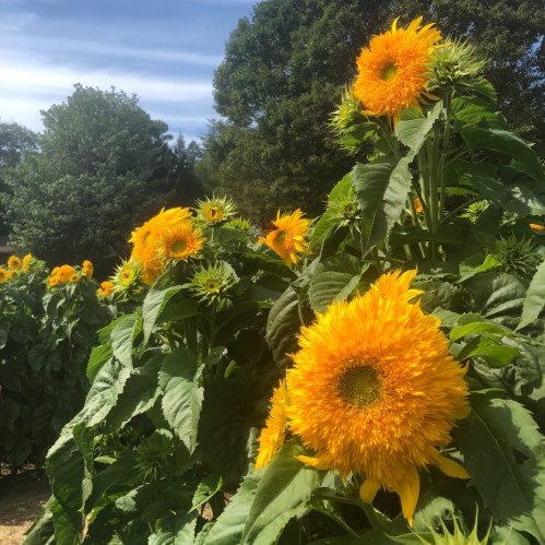 A field of vibrant sunflowers under a clear blue sky, surrounded by lush green trees.