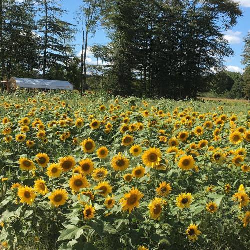 A vibrant field of sunflowers under a clear blue sky, surrounded by trees and a distant barn.