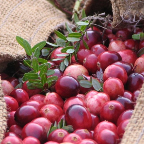 A close-up of fresh cranberries and green leaves in burlap sacks.