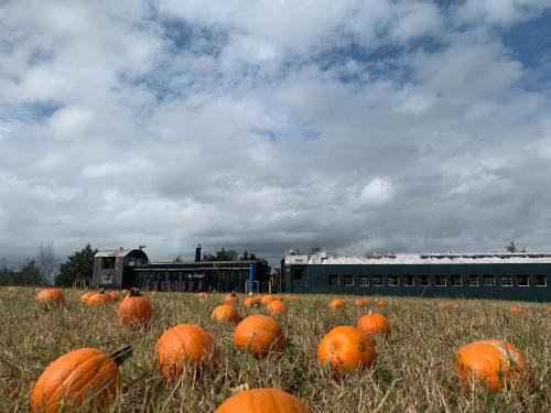 A field of pumpkins with a vintage train and cloudy sky in the background.