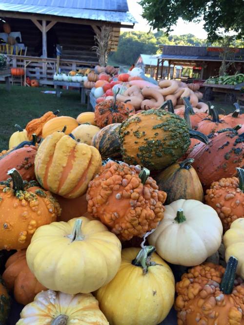 A colorful assortment of pumpkins and gourds in various shapes and sizes, displayed outdoors at a farm.