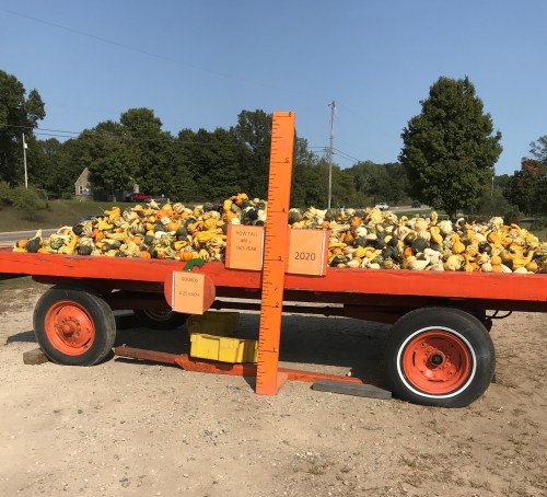 A trailer filled with various gourds and pumpkins, marked with a height measurement scale and a sign reading "2020."