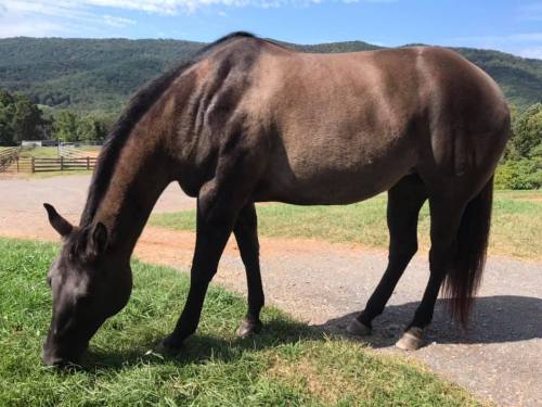 A brown horse grazing on grass with a scenic mountain backdrop under a clear blue sky.