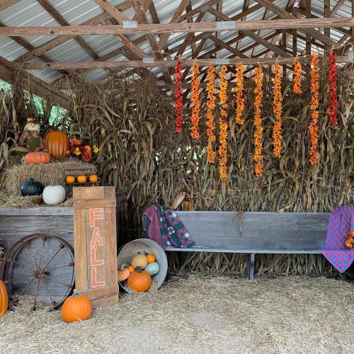 A rustic fall display with pumpkins, hay, and colorful decorations in a barn setting.
