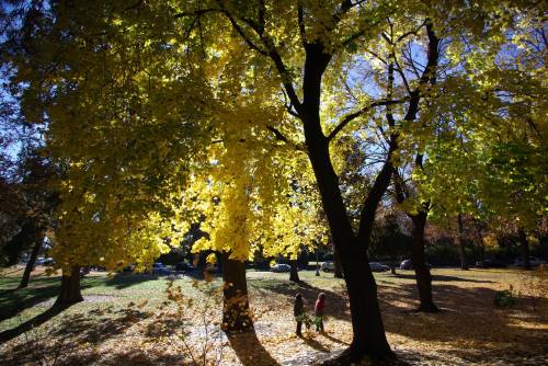 Two people walk through a park filled with vibrant yellow autumn leaves under bright sunlight.