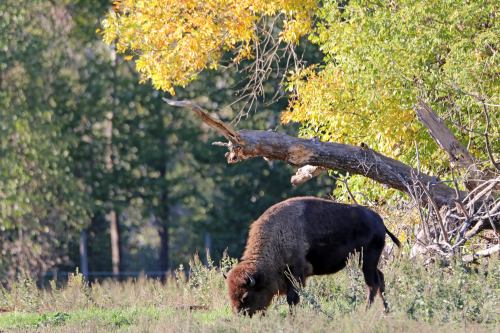 A bison grazes in a grassy area with autumn trees in the background.