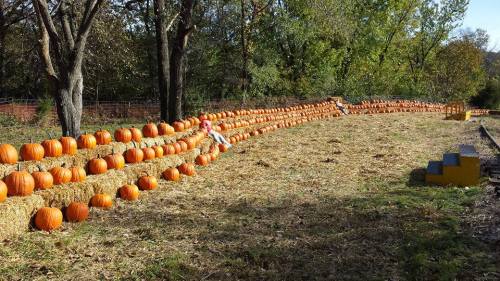 A pumpkin patch with rows of pumpkins on hay bales, surrounded by trees and a clear blue sky.