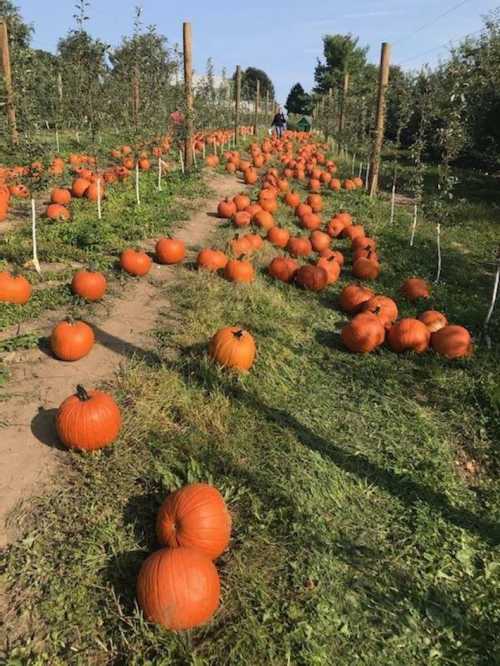 A pumpkin patch with numerous orange pumpkins scattered along a grassy path between rows of trees.