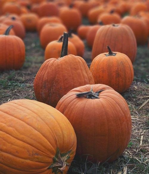 A field filled with vibrant orange pumpkins of various sizes, resting on green grass.