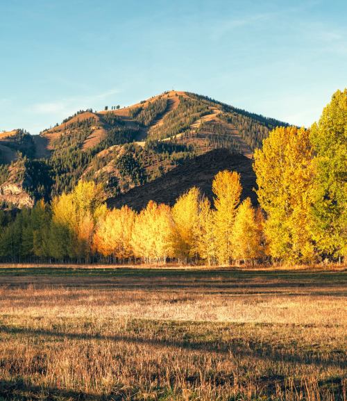 A scenic landscape featuring golden autumn trees, a grassy field, and a mountain in the background under a clear sky.