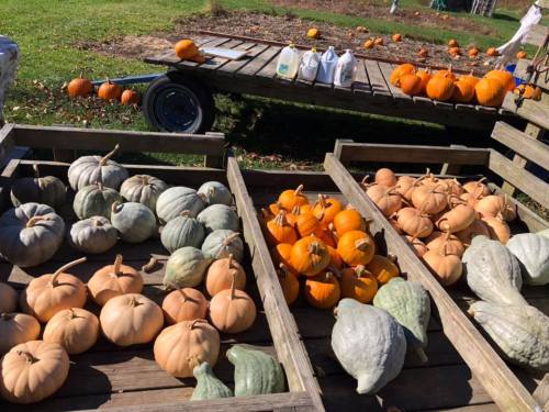 A wooden cart filled with various pumpkins and gourds in a sunny outdoor setting.