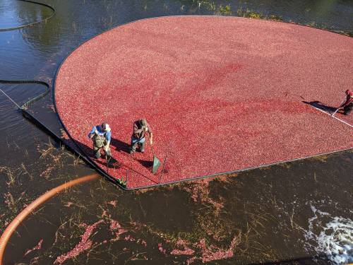 Two workers harvest cranberries on a large floating platform in a flooded field, surrounded by water.