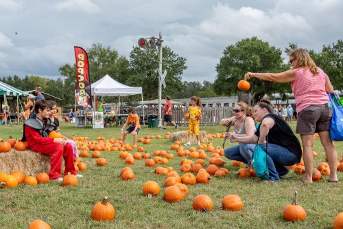 Families enjoy a pumpkin patch, selecting pumpkins among hay bales and tents under a cloudy sky.