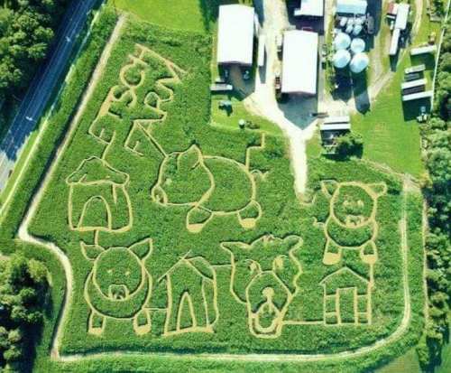 Aerial view of a corn maze featuring animal shapes like cows, pigs, and barns, surrounded by greenery.