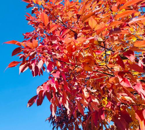 Vibrant red and orange leaves on a tree against a clear blue sky.