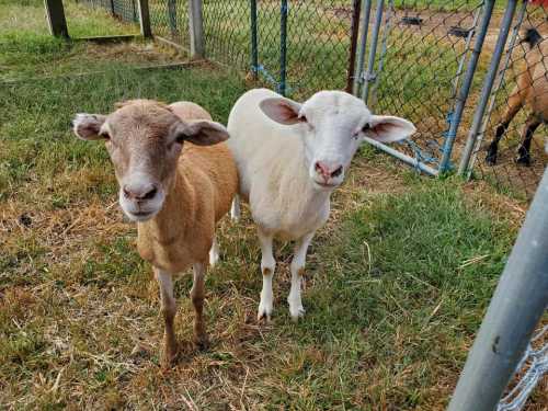 Two sheep, one brown and one white, stand side by side in a grassy area near a fence.