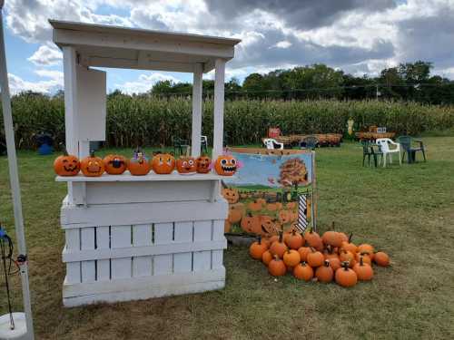 A white stand displays carved pumpkins with faces, surrounded by more pumpkins on the grass and a cornfield in the background.