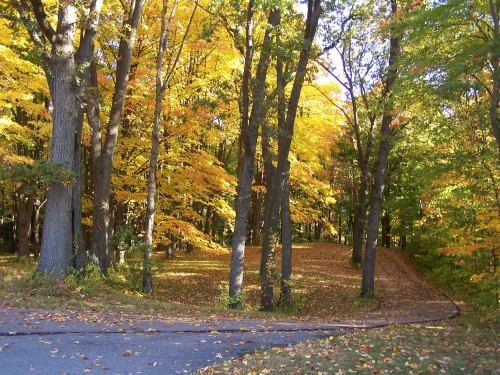 A serene forest path lined with trees displaying vibrant autumn foliage in shades of yellow and orange.