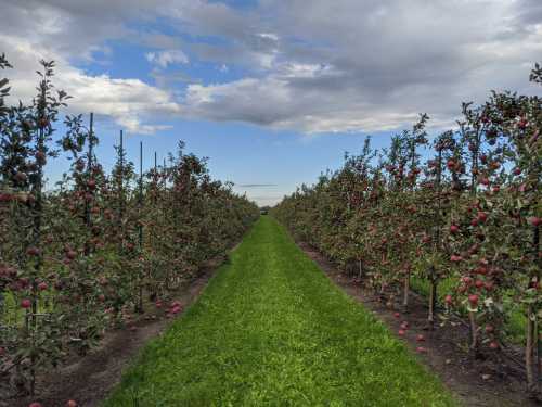 A lush apple orchard with rows of apple trees and a grassy path under a partly cloudy sky.