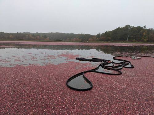 A cranberry bog covered in floating cranberries, with hoses lying on the surface and a misty landscape in the background.