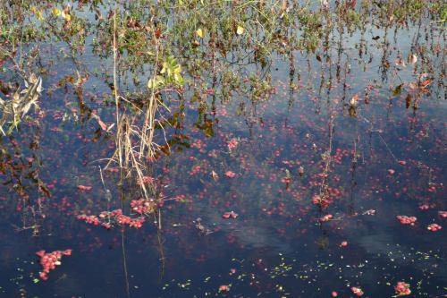 A serene water scene with floating pink petals and green plants reflected in calm water.